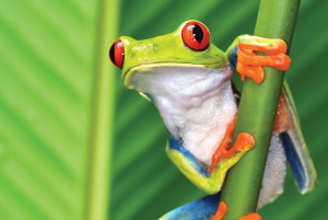 Guanacaste: Sloth Sanctuary and Waterfall Adventure