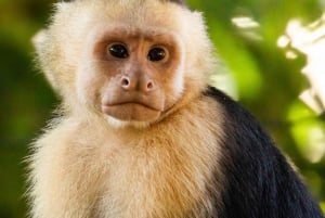 Guanacaste: Sloth Sanctuary and Waterfall Adventure