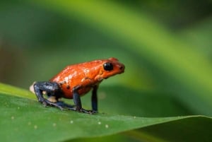 Guanacaste: Sloth Sanctuary and Waterfall Adventure