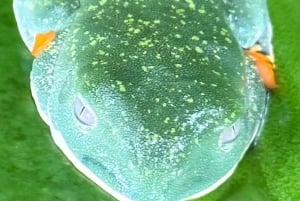 Guanacaste: Sloth Sanctuary and Waterfall Adventure