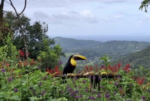 Guanacaste: Laiskiainen + vesiputous + puiden istutus (yksityiskierros)