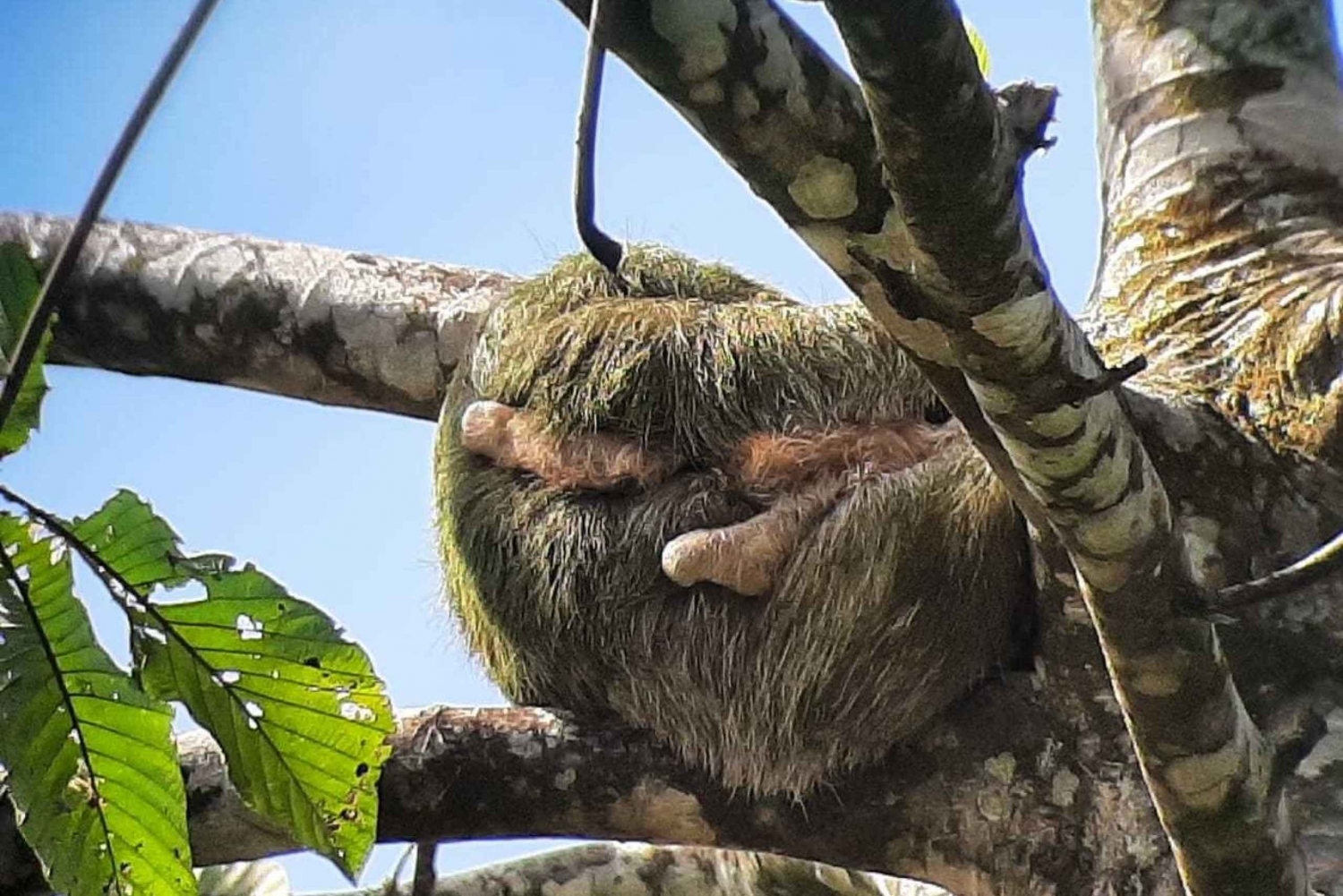 Guanacaste: Gita di un giorno alle cascate del vulcano Tenorio e avvistamento di bradipi