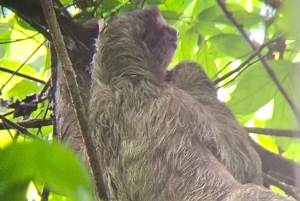 La Fortuna: Garanti for at se dovendyr