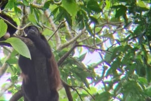 La Fortuna: Garanti for at se dovendyr