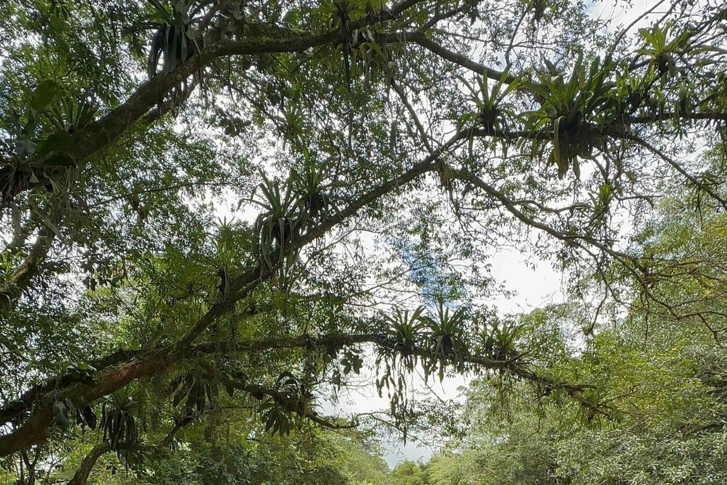 Guatuso: Río Frío Wildlife Boat Tour with Snacks