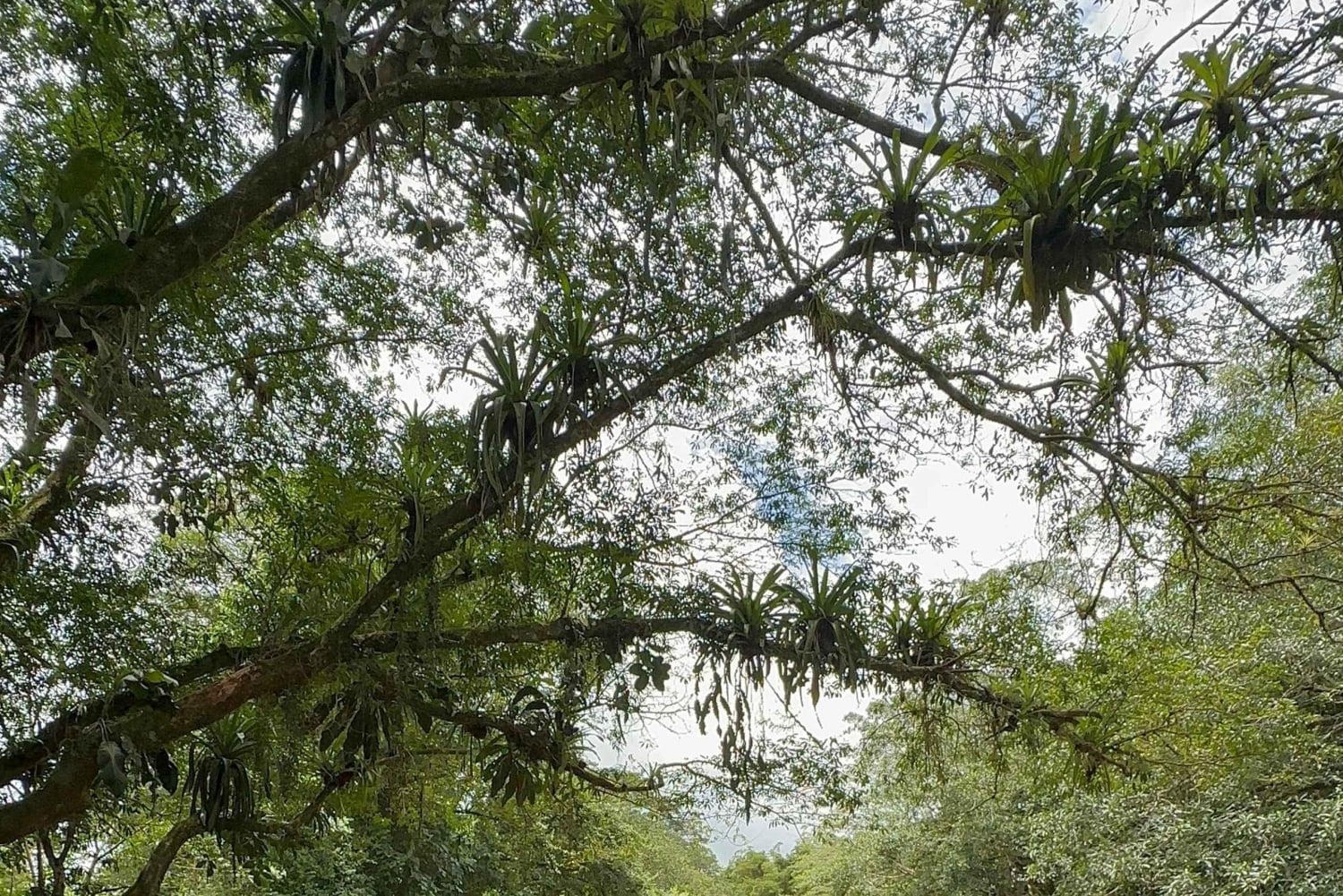 Guatuso : sortie en bateau sur le Río Frío avec collations