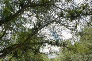 Guatuso: Río Frío Wildlife Boat Tour with Snacks