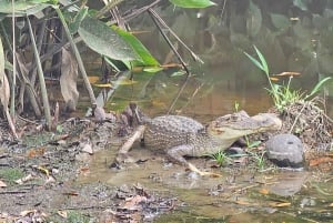 Guatuso: Río Frío Wildlife Boat Tour with Snacks