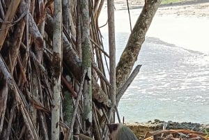 Guided Hike at The National Park of Cahuita