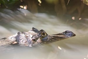 Guided Hike at The National Park of Cahuita