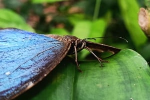 Guided Hike at The National Park of Cahuita