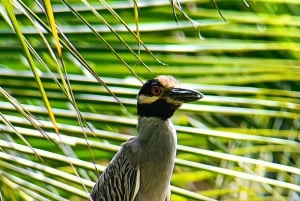 Guided Hike at The National Park of Cahuita