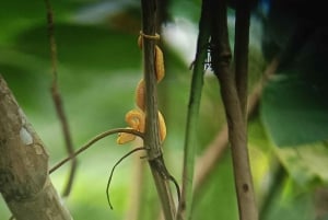 Guided Hike at The National Park of Cahuita