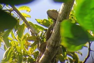 Guided Hike at The National Park of Cahuita