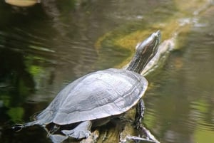 Guided Hike at The National Park of Cahuita