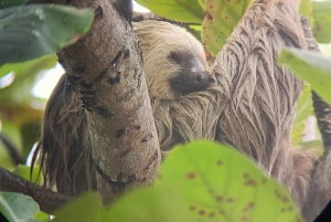 Guided Hike at The National Park of Cahuita