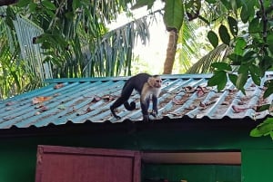 Guided Hike at The National Park of Cahuita