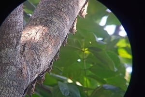 Guided Hike at The National Park of Cahuita