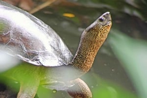 Guided Hike at The National Park of Cahuita