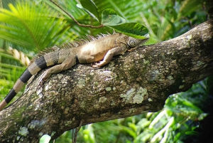 Guided Hike at The National Park of Cahuita