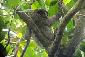 Guided Hike at The National Park of Cahuita