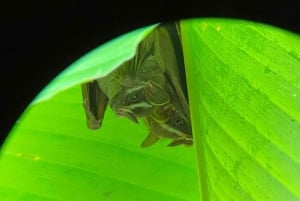 Guided hike through the jungle of Manuel Antonio with optical equipment.