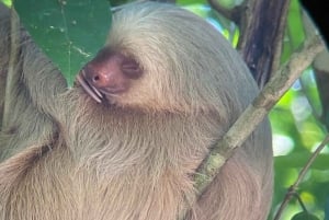 Guided hike through the jungle of Manuel Antonio with optical equipment.