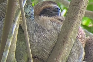 Guided hike through the jungle of Manuel Antonio with optical equipment.