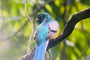 Guided hike through the jungle of Manuel Antonio with optical equipment.