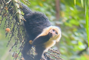 Guided hike through the jungle of Manuel Antonio with optical equipment.