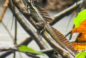 Guided hike through the jungle of Manuel Antonio with optical equipment.