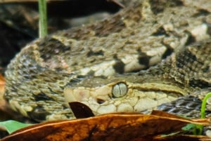 Guided hike through the jungle of Manuel Antonio with optical equipment.