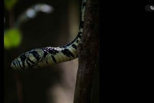 Geführte Wanderung durch den Dschungel von Manuel Antonio mit optischer Ausrüstung.