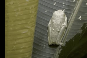 Geführte Wanderung durch den Dschungel von Manuel Antonio mit optischer Ausrüstung.