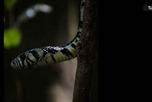 Begeleide wandeling door het regenwoud van Manuel Antonio met optische apparatuur.