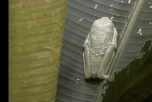 Begeleide wandeling door het regenwoud van Manuel Antonio met optische apparatuur.