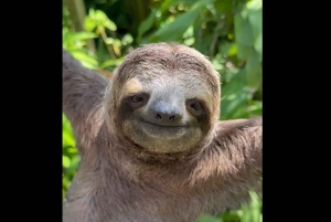 Opastettu kävely Manuel Antonion viidakossa optisilla laitteilla.