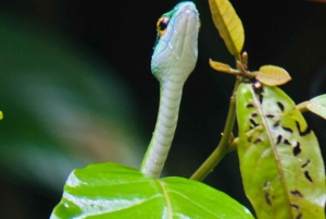 Opastettu kävely Manuel Antonion viidakossa optisilla laitteilla.