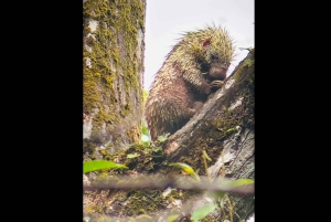 Opastettu kävely Manuel Antonion viidakossa optisilla laitteilla.