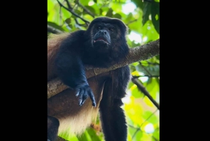 Opastettu kävely Manuel Antonion viidakossa optisilla laitteilla.