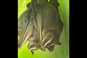 Opastettu kävely Manuel Antonion viidakossa optisilla laitteilla.