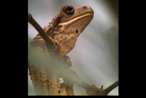 Opastettu kävely Manuel Antonion viidakossa optisilla laitteilla.