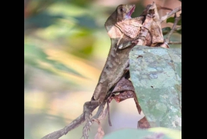 Opastettu kävely Manuel Antonion viidakossa optisilla laitteilla.