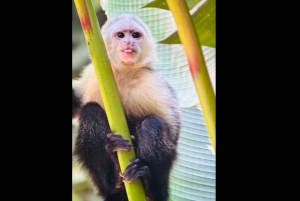 Opastettu kävely Manuel Antonion viidakossa optisilla laitteilla.