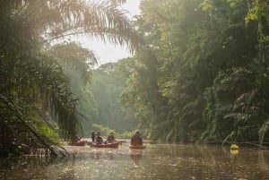 Guided Kayak Tour in Tortuguero National Park ***EXCITING***