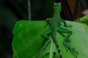 Guided Kayak Tour in Tortuguero National Park ***EXCITING***