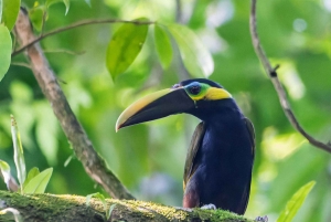 Rondleiding: hangbruggen en natuurwandeling Arenal