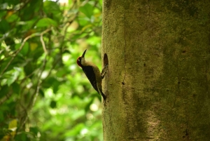 Rondleiding: hangbruggen en natuurwandeling Arenal
