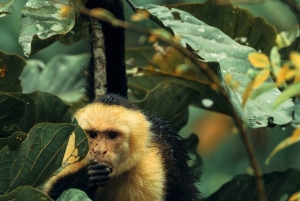 Rondleiding: hangbruggen en natuurwandeling Arenal