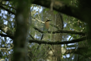 Rondleiding: hangbruggen en natuurwandeling Arenal